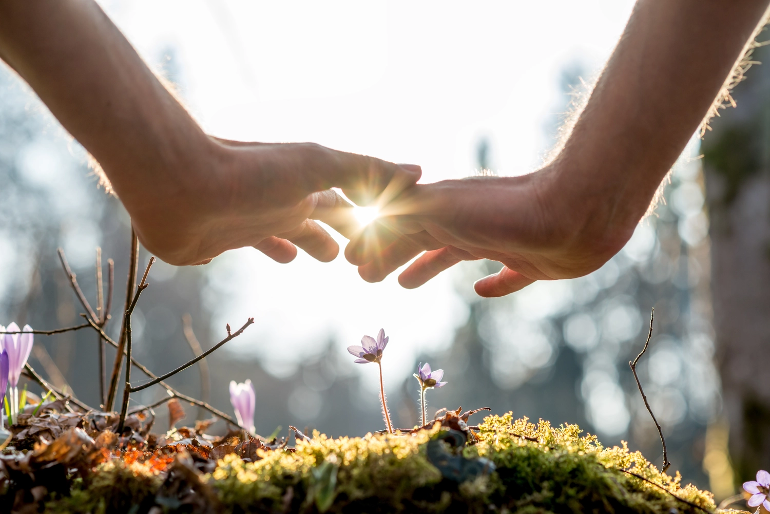 HeilOase - heile von innen - Hand bedeckt Blumen im Garten mit Sonnenlicht